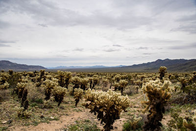 Cholla cactus field by hills under parting clouds revealing sunlight