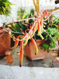 Close-up of red chili peppers on potted plant