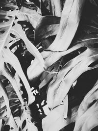 Close-up of leaves