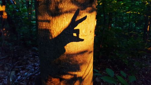 Plants growing on tree trunk