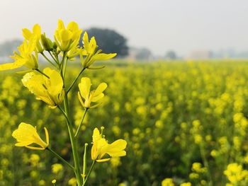 Close-up of yellow flowering plants on field