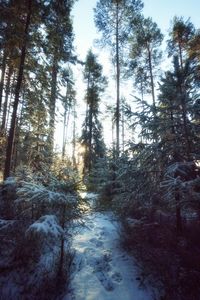 Trees in forest during winter