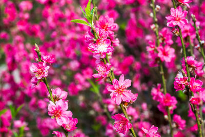 Close-up of pink flowers
