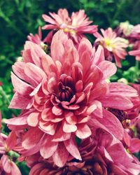 Close-up of pink flowers