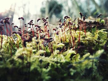 Close-up of plant growing on field