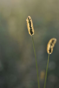 Close-up of plant
