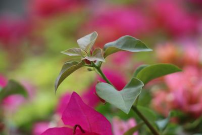 Close-up of pink flowering plant