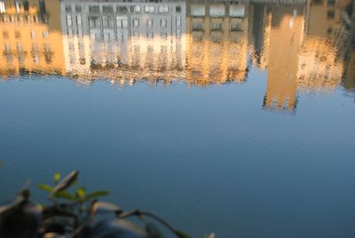 Reflection of plants in lake against sky