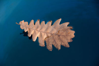 Close-up of  leaf floating on water