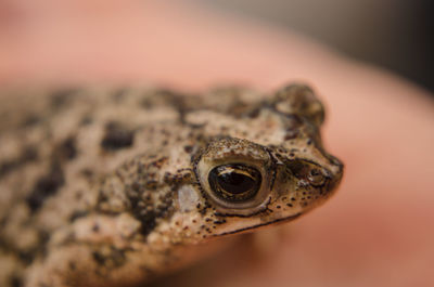 Close-up of snake