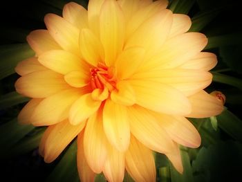 Close-up of flowers