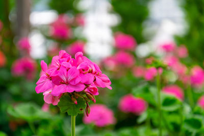 Close-up of pink rose in park