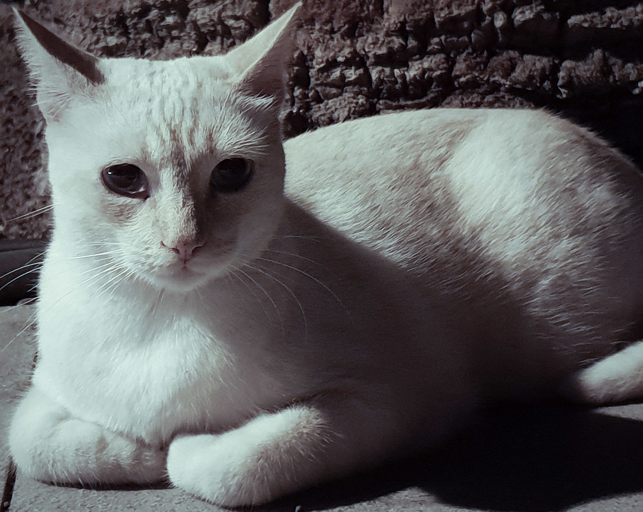 PORTRAIT OF CAT SITTING