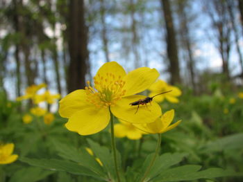 Close-up of bee on yellow flower