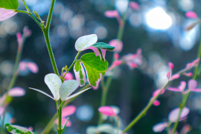 Close-up of flowering plant