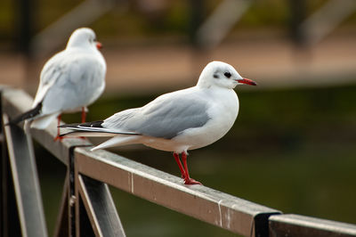 Close-up of seagulls perching on railing