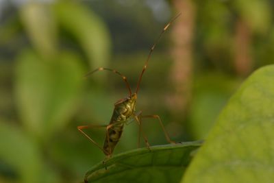 Close-up of insect on leaf