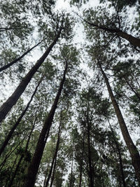 Low angle view of bamboo trees