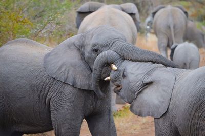 View of elephant