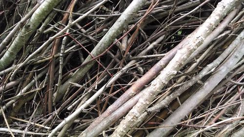 Close-up of roots