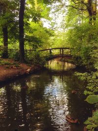 Scenic view of river in forest