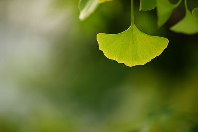 Close-up of fresh green leaf