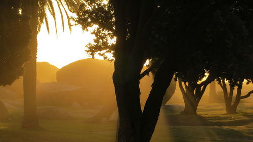 Silhouette trees against sea during sunset