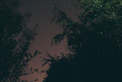 Low angle view of silhouette trees against sky at night