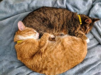 High angle view of cats lying on blanket