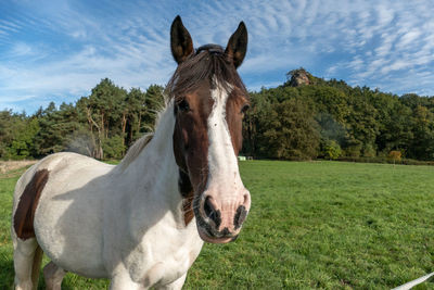 Skewbald horse standing on a grassy field