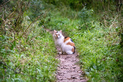 View of small sitting on land