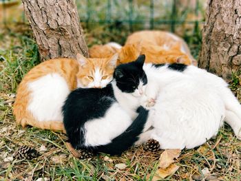 Cats relaxing on tree trunk