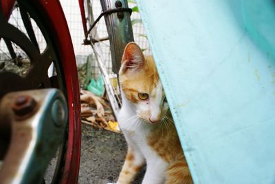 Cat looking through window