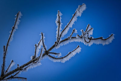 Low angle view of frozen tree against clear blue sky