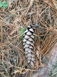 High angle view of pine cone on field