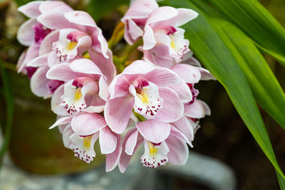 Close-up of pink cherry blossoms