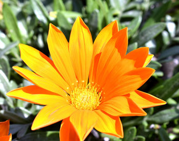 Close-up of orange flower