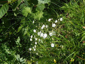 Flowers growing in park