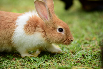 Close-up of a rabbit on field