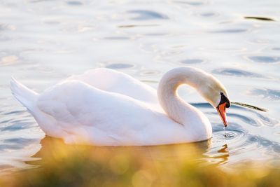 View of swan in lake