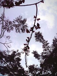 Low angle view of tree against sky