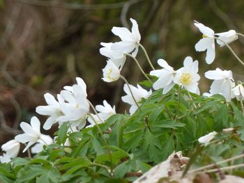 Close-up of white flowers blooming outdoors