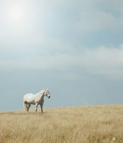 Horse standing on grassy field against sky