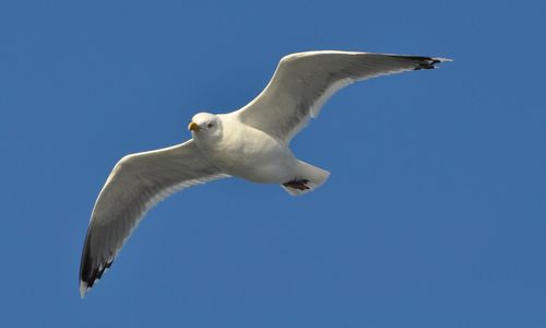 Low angle view of seagull flying against clear blue sky