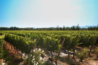 Scenic view of vineyard against clear sky