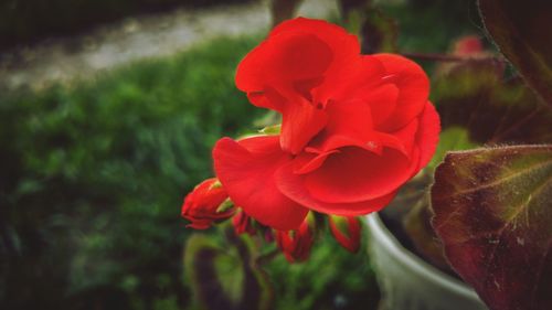 Close-up of red flower