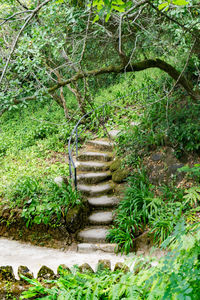 Steps amidst grass and trees