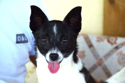 Close-up portrait of a dog