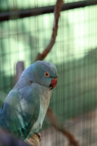 Blue indian ringneck parrot psittacula krameri bird is from ceylon but is now found in india