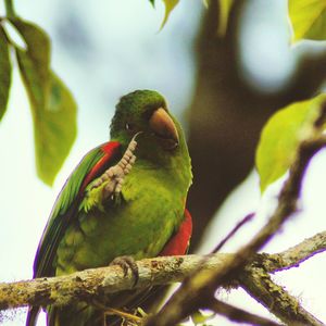 Low angle view of bird perching on tree